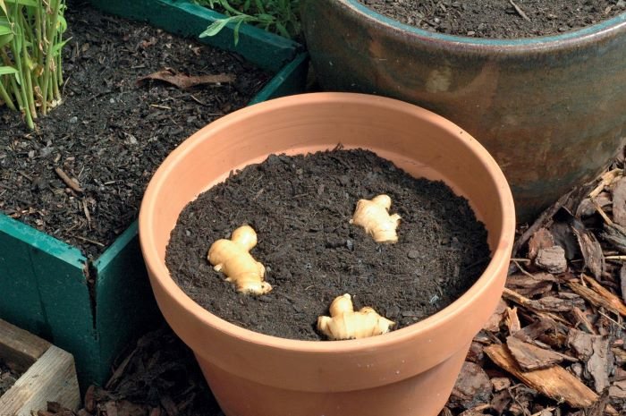 growing ginger in containers
