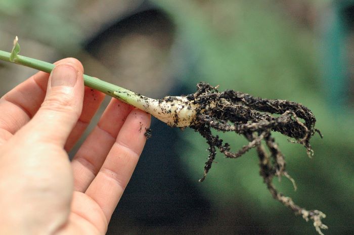 woman holding ginger root