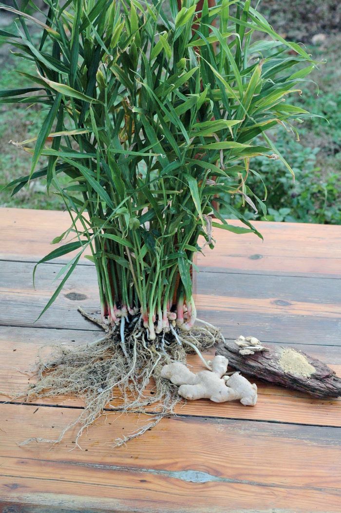 Edible Ginger Root Plant