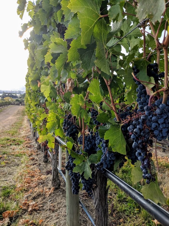 grapes in a vineyard