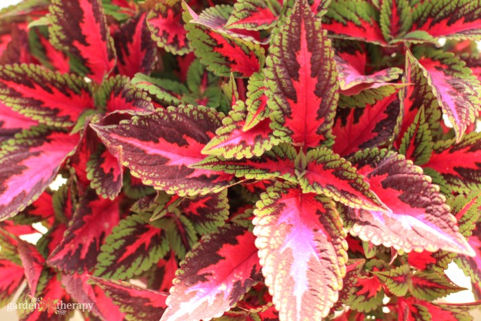 red and green coleus