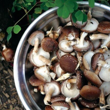 Bowl of harvested shiitake mushrooms
