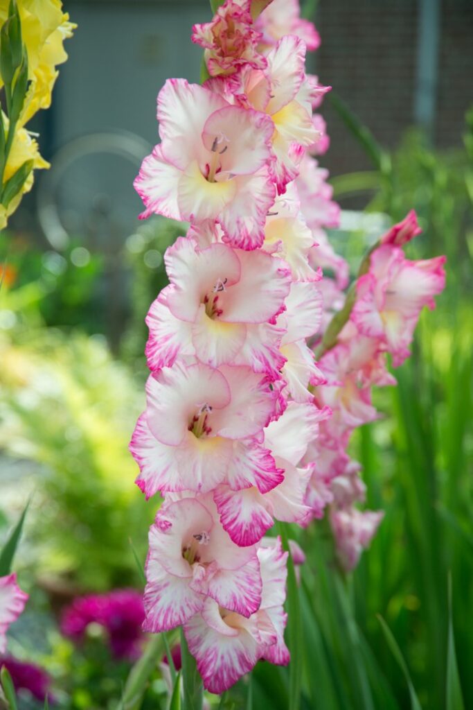 gladioli flower