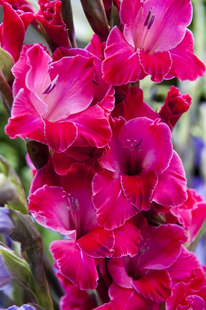 gladiolus flowers