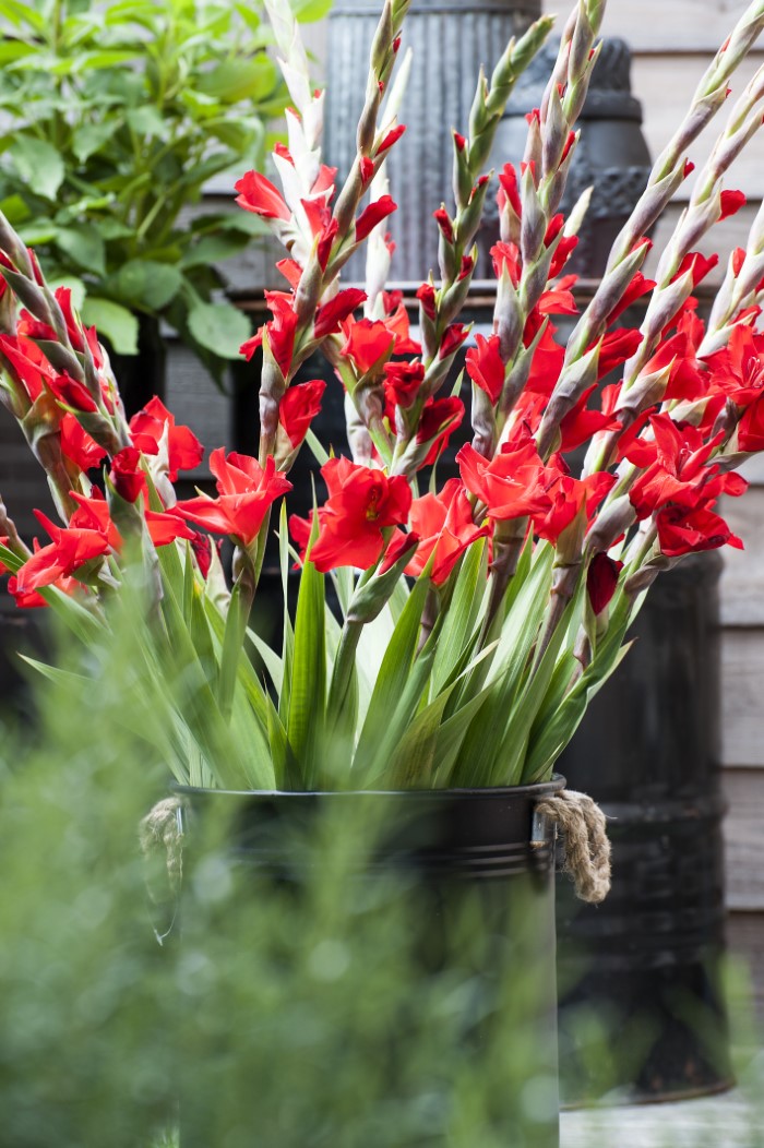 freshly cut red gladiolus