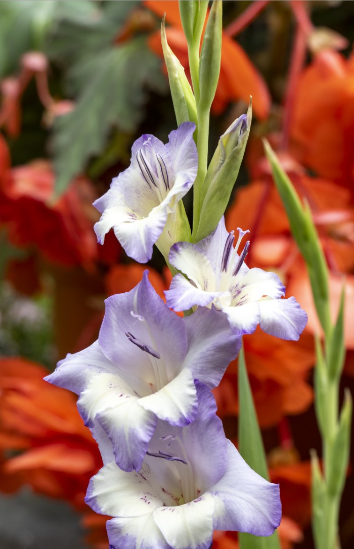 purple gladiolus