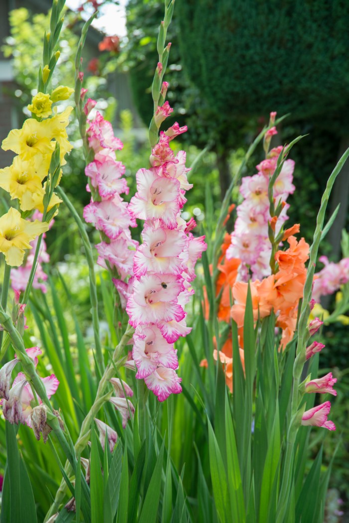 growing gladiolus flowers