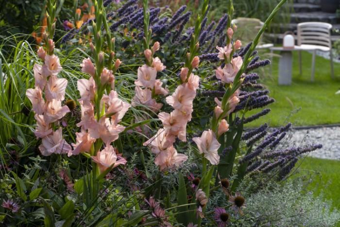 pink sword lilies