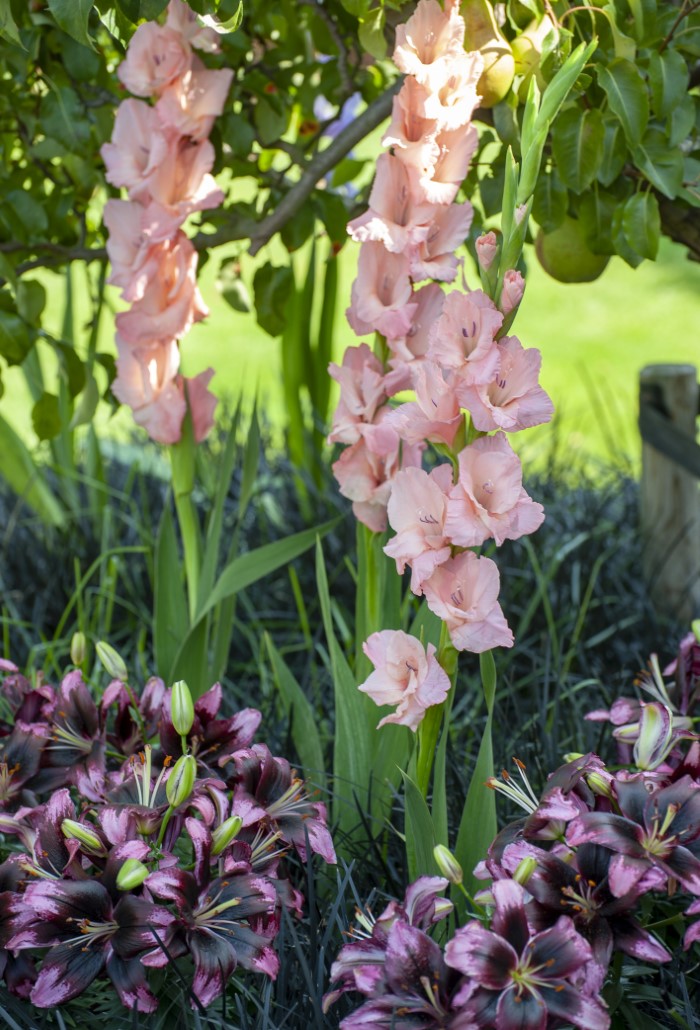pink sword lilies