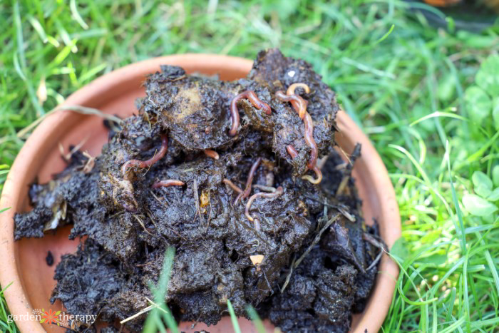 worms in worm hotel compost