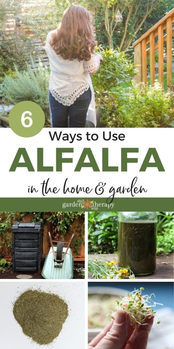 6 Ways to Use Alfalfa in the Home and Garden Garden Therapy