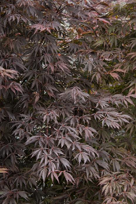 Burgundy Lace Japanese Maple