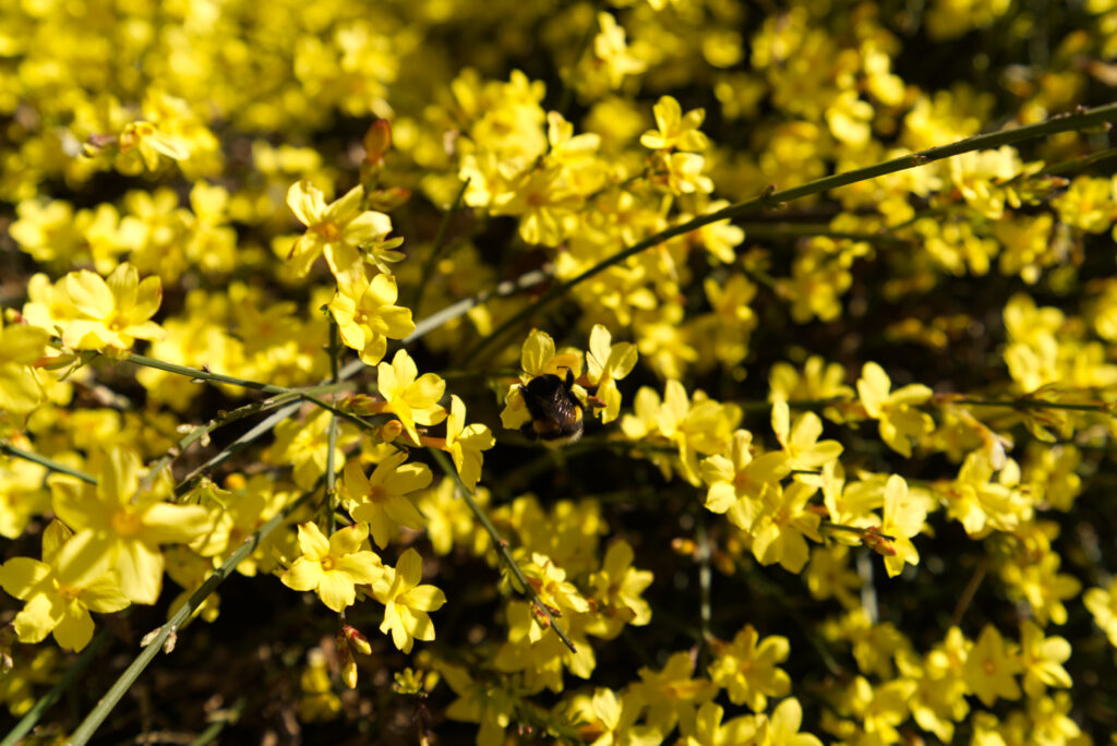 Winter jasmine Jasminum nudiflorum