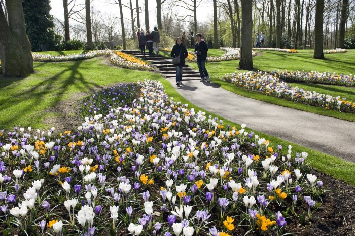 garden with naturalized bulbs in yellow, white, and purple