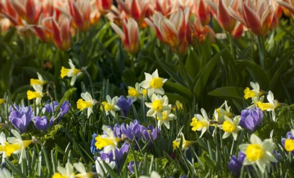 Naturalizing Bulbs For Spring In The Garden & Lawn - Garden Therapy