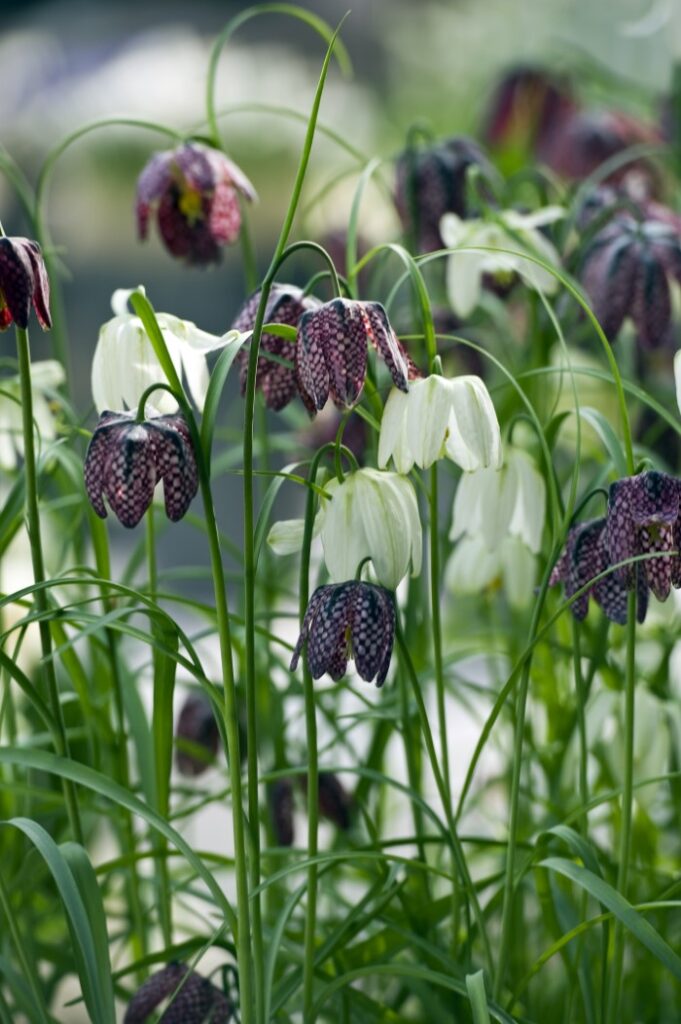 checkered lily naturalizing bulb