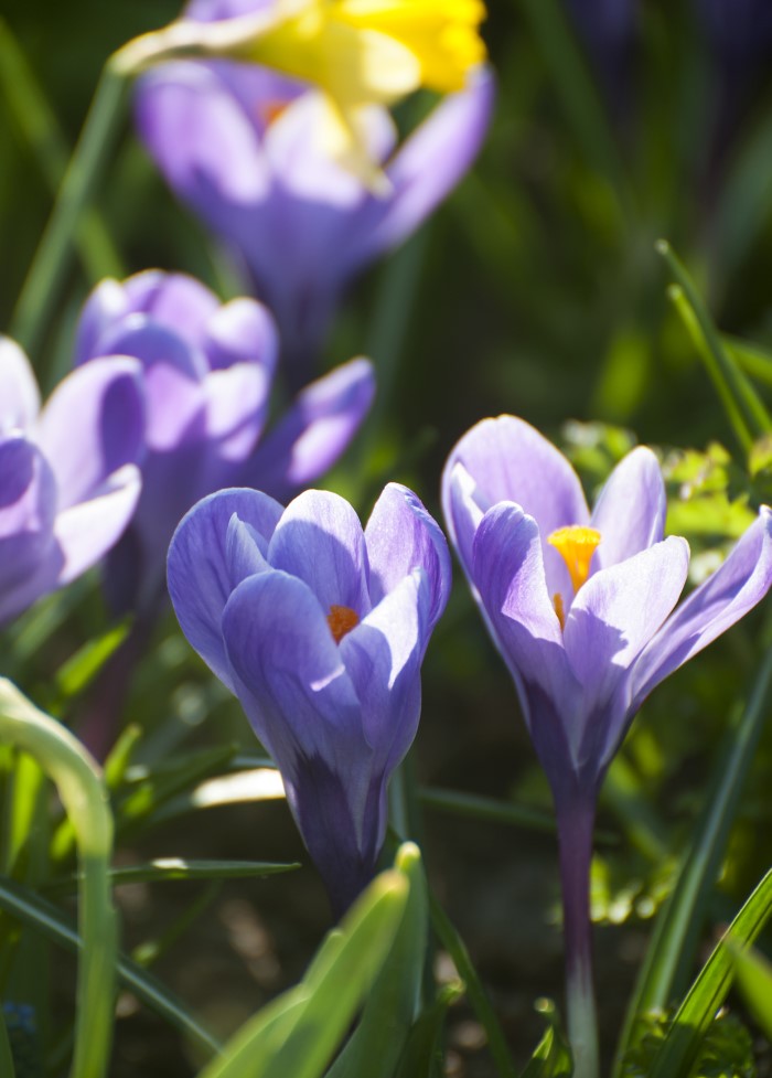 naturalizing crocus