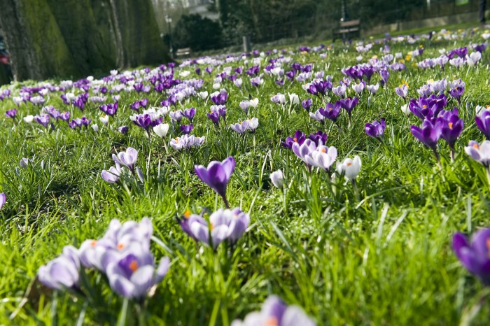 crocus bulb lawn