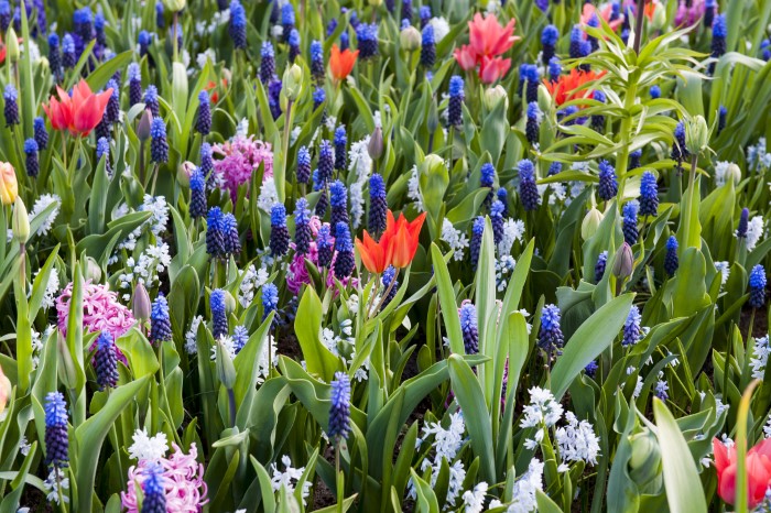 Close up of naturalizing bulbs in bloom