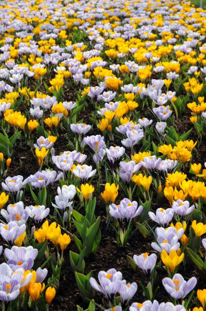 yellow and white crocus flowers in bloom