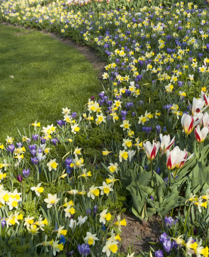 naturalized tulips and daffodils in a field 