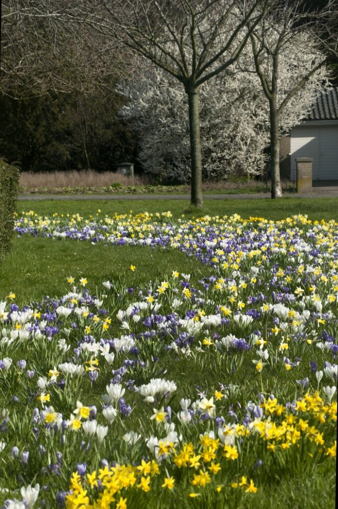 blooming naturalizing bulbs