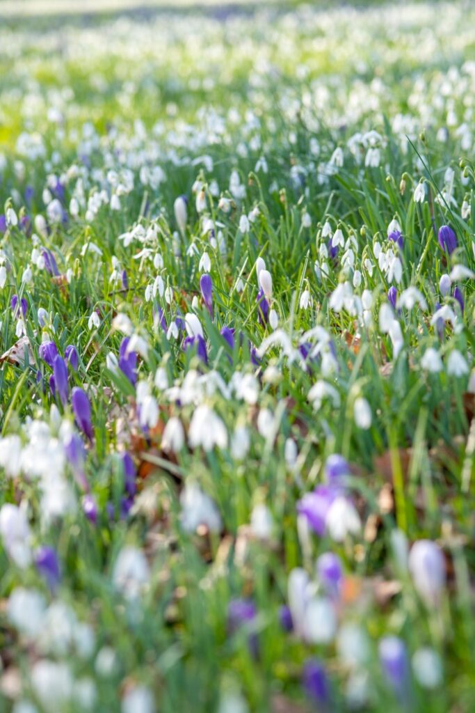 snowdrop flowers