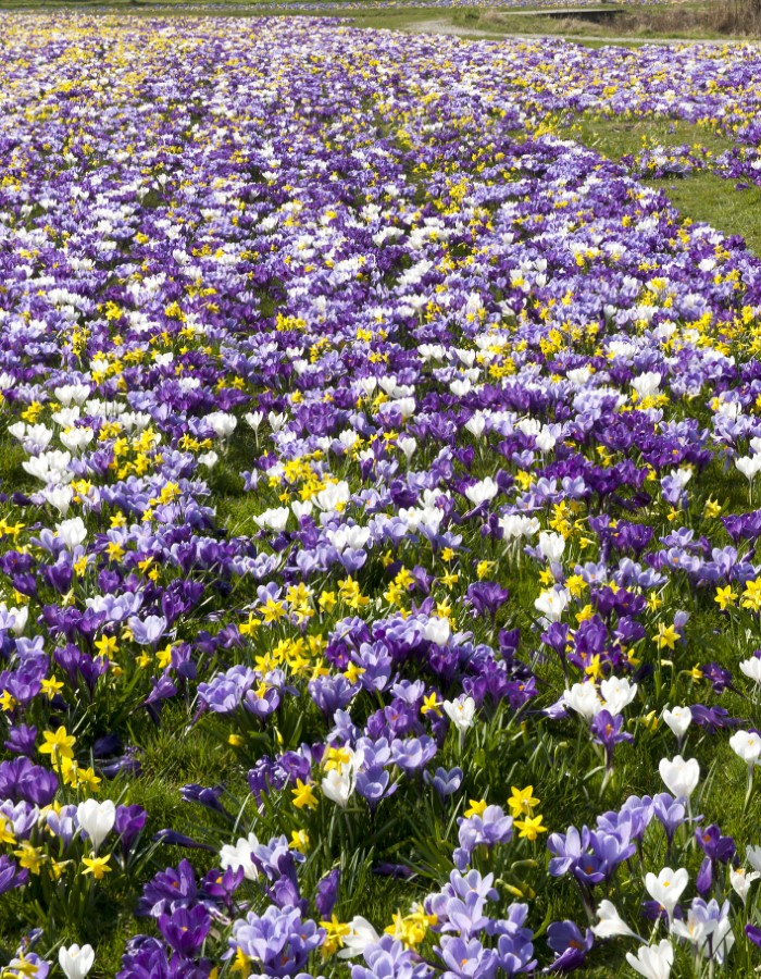 naturalizing bulbs