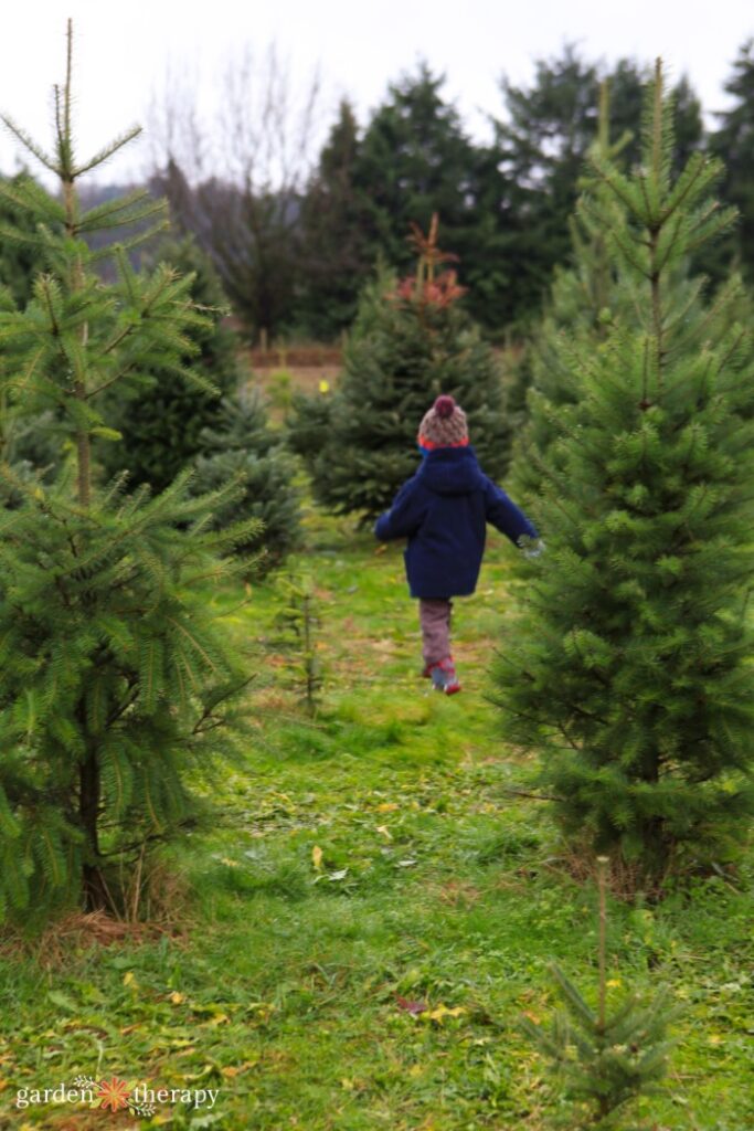 child picking out a fresh Christmas tree