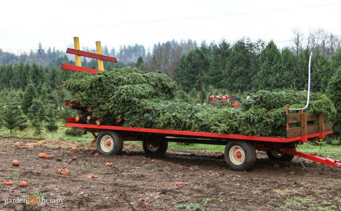 caring for a real Christmas tree