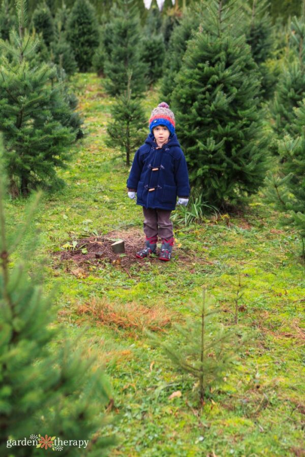 Christmas Tree Care How to Keep a Christmas Tree Alive