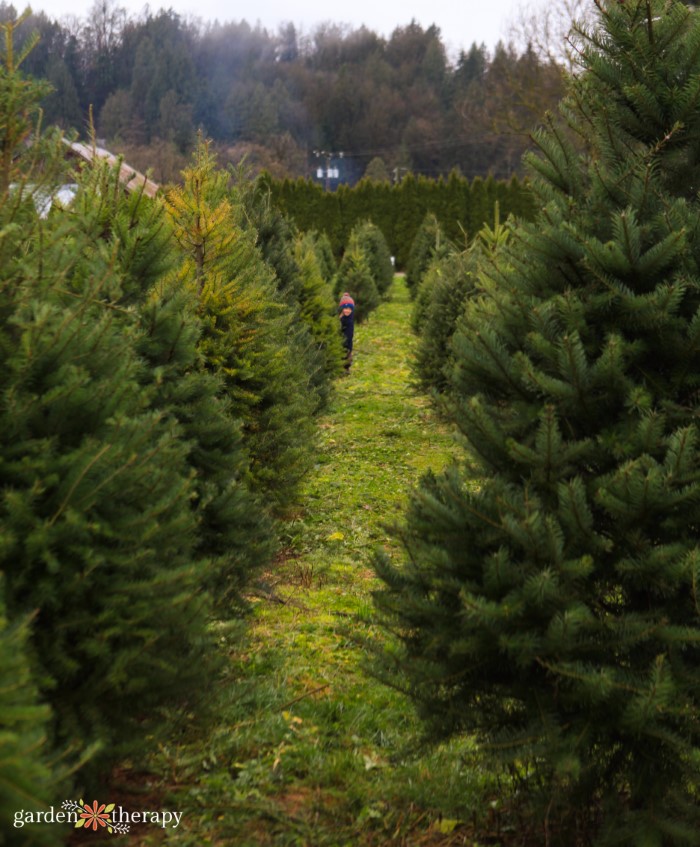 Christmas tree rows