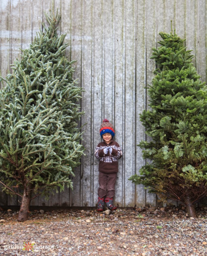 christmas tree care tips to make it last