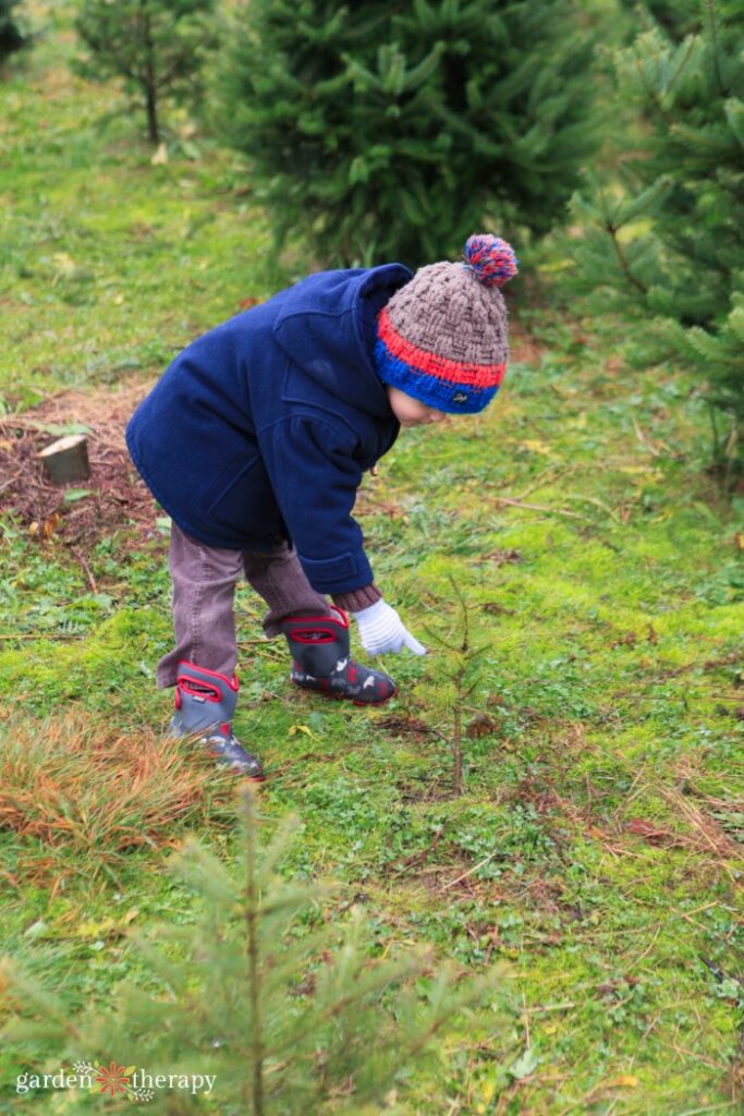 kiddo picking out the best types of Christmas trees