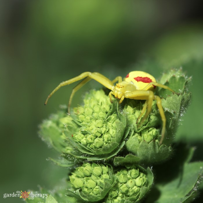 Goldenrod Crab Spider