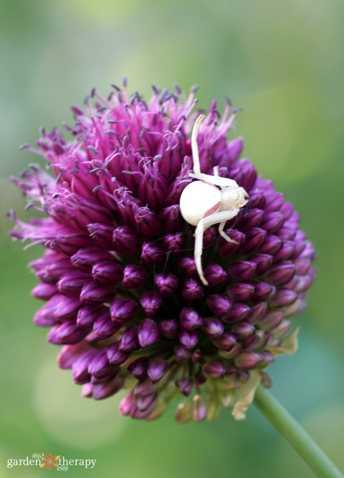 White Goldenrod Crab Spider on Drumstick Allium