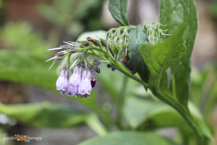 comfrey