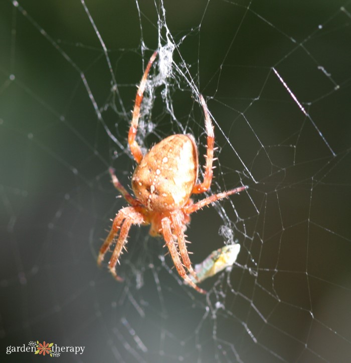 common garden spiders