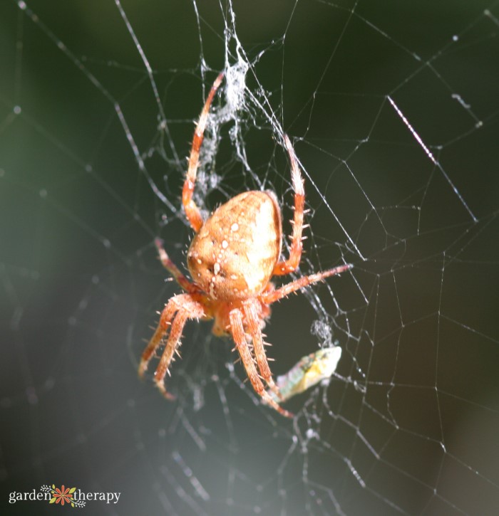 What Are Garden Spiders Anyways? All About Common Garden Spiders