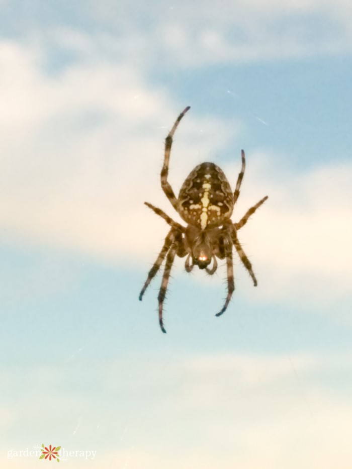 cross orbweaver spider on web