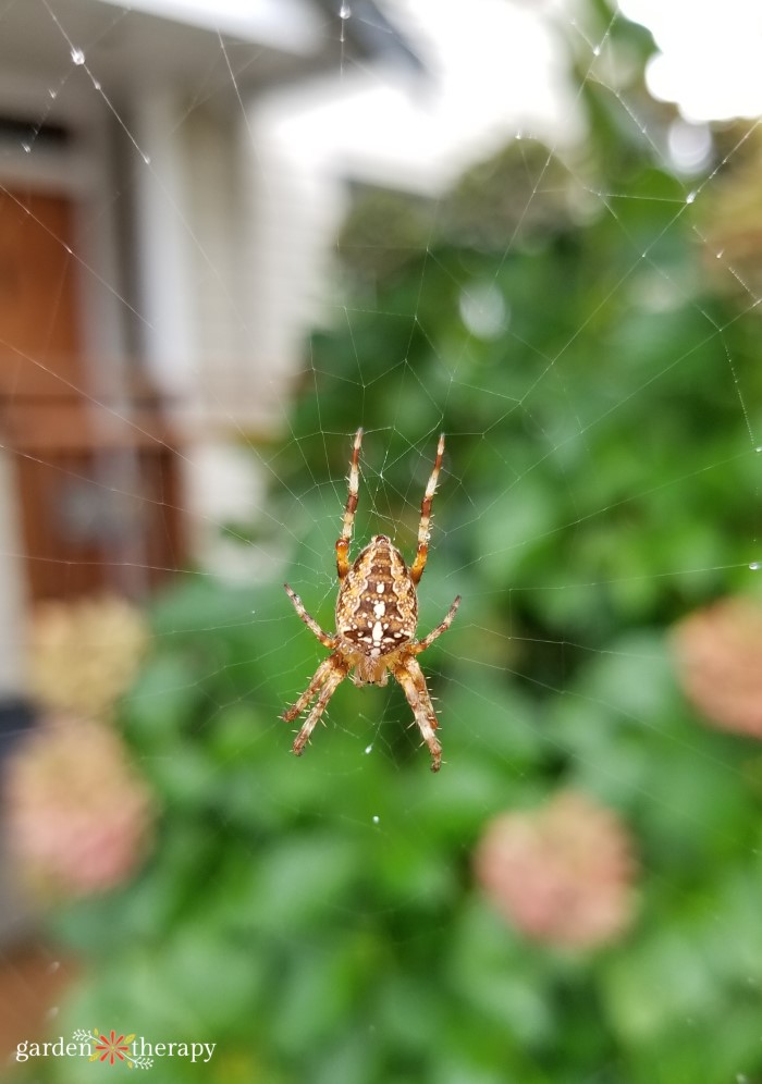 cross orbweaver spider