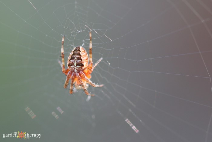 garden spiders - cross orbweaver