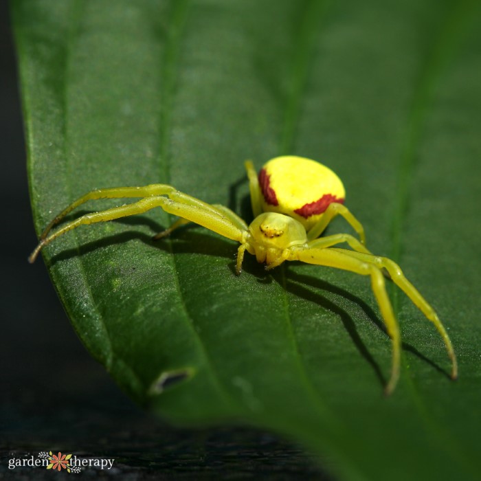 goldenrod crab spider on leaf