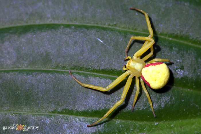 goldenrod crab spiders