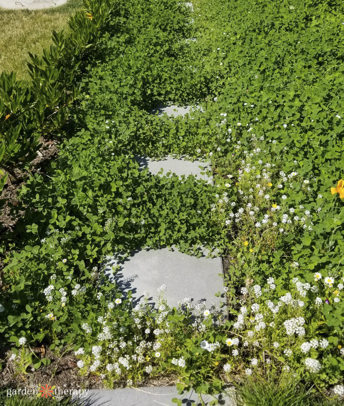 green lawn made of clover surrounding stepping stones