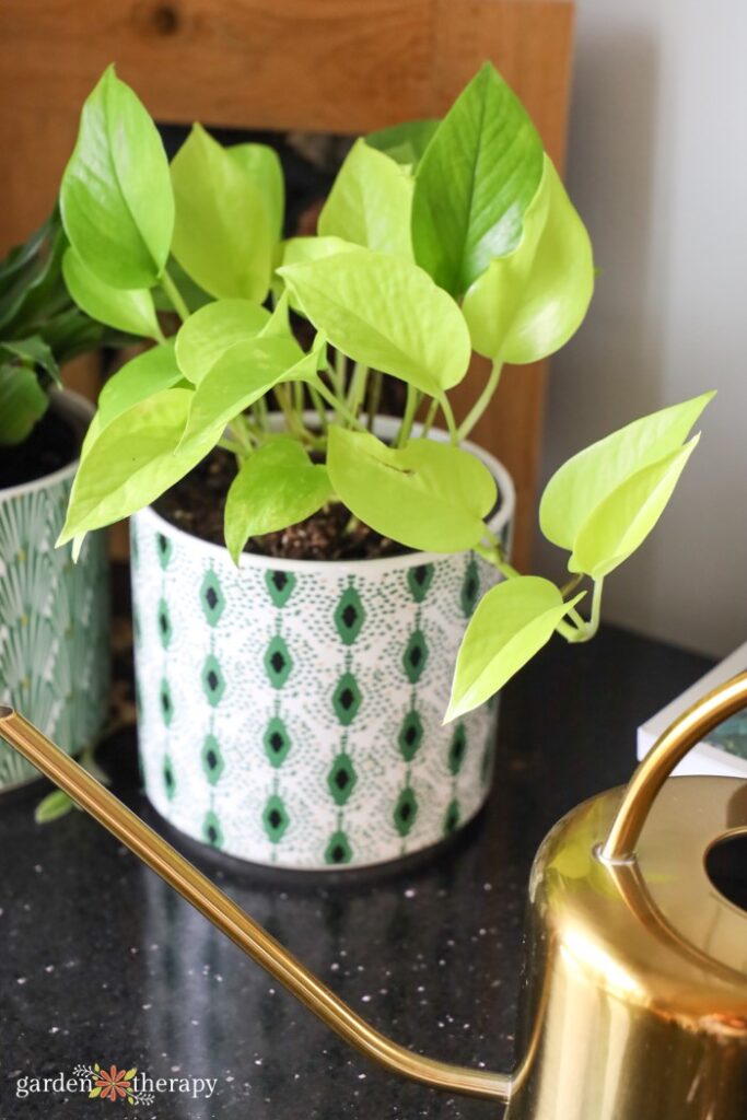 neon pothos plant next to a gold watering can