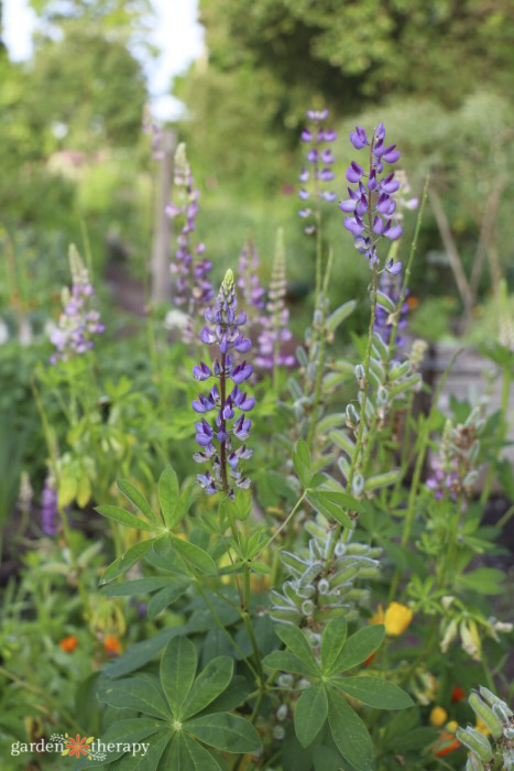 lupins thriving in ideal soil 
