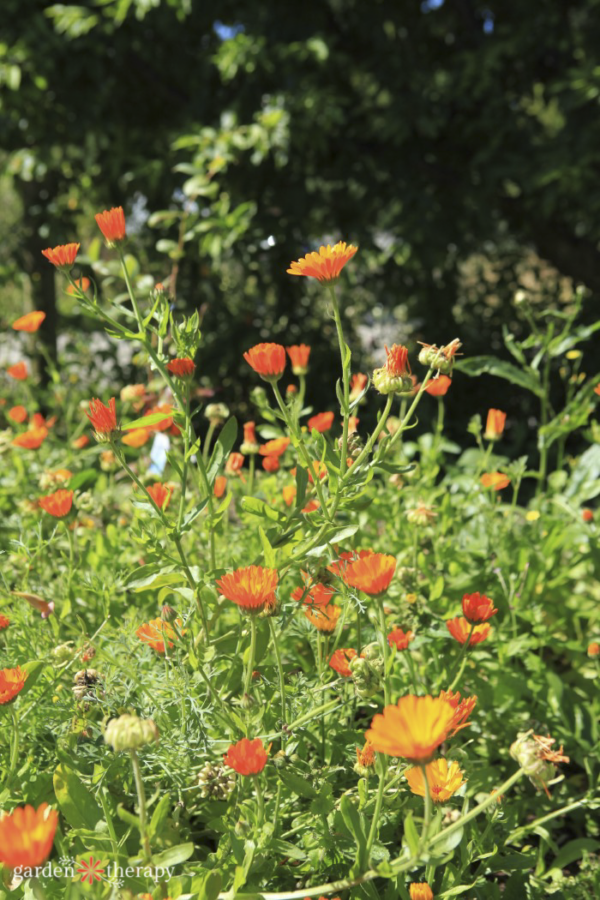 How to Practice Regenerative Gardening - Garden Therapy