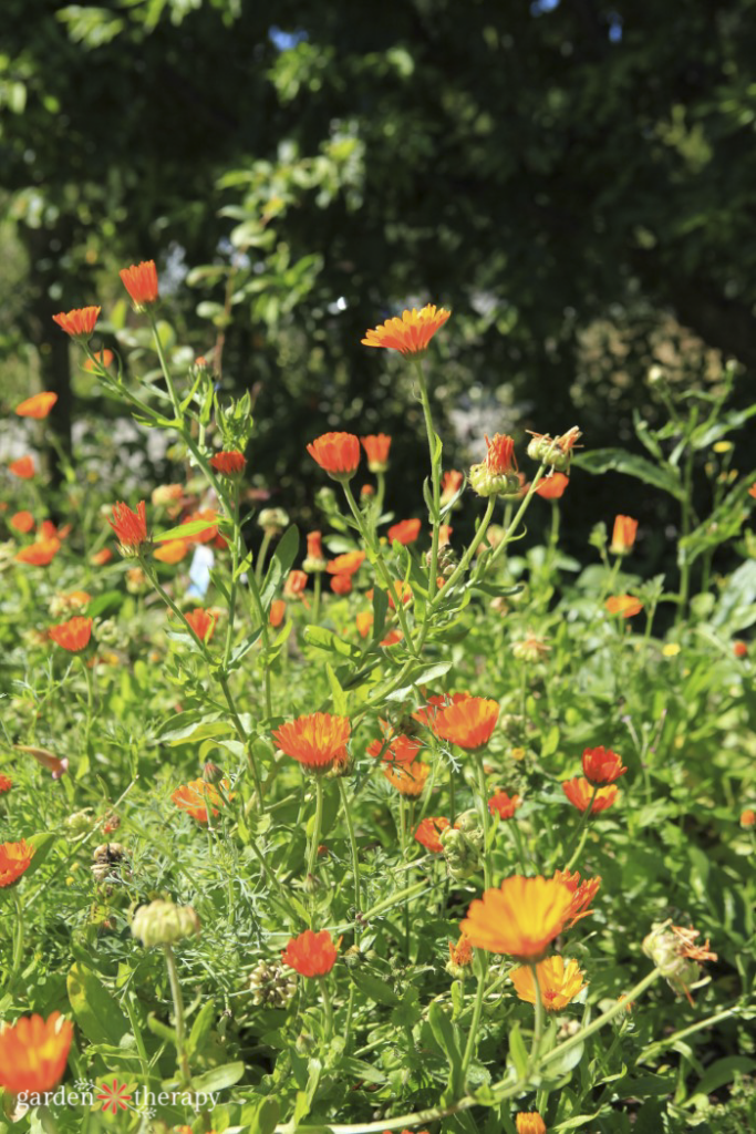 calendula flowers cutting garden