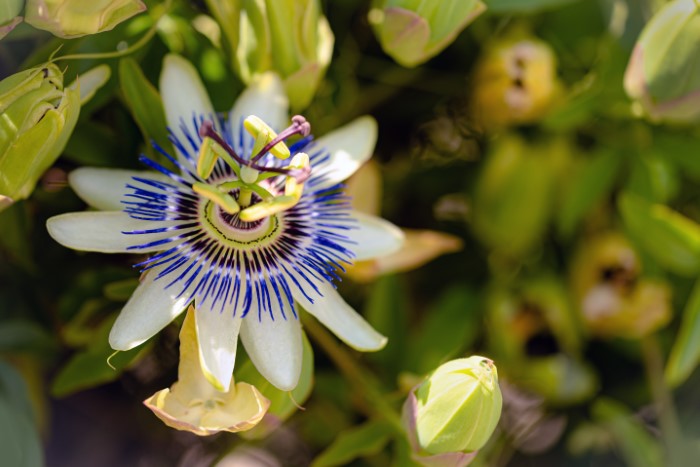 passiflora caerulea care